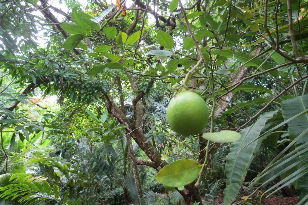 Apartamento Karibu Manuel Antonio Ruang foto